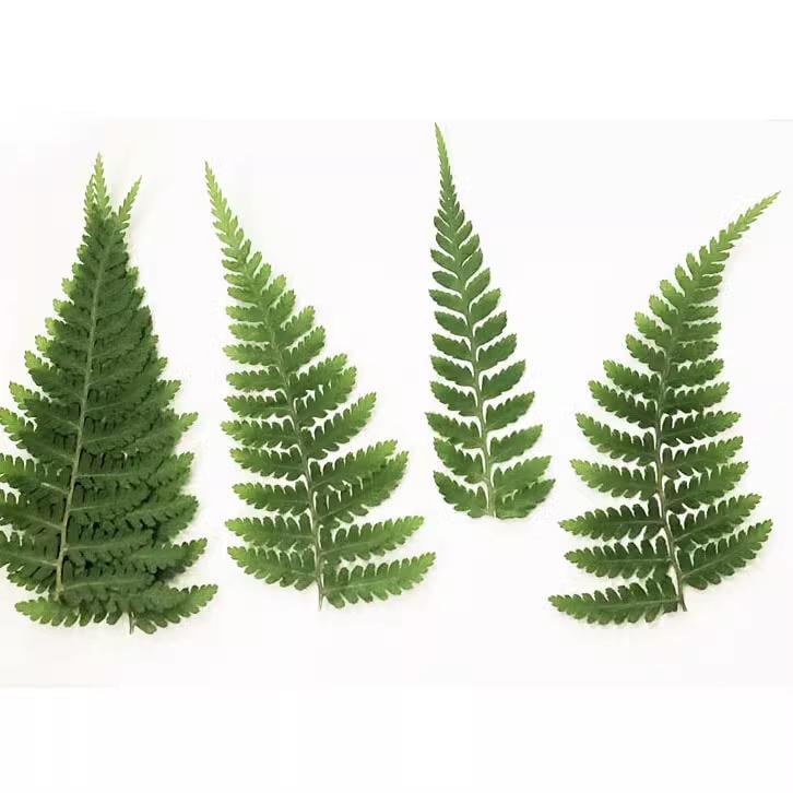 10 PCS Pressed Fern Leaves, Green Foliage Stems (3-5cm)