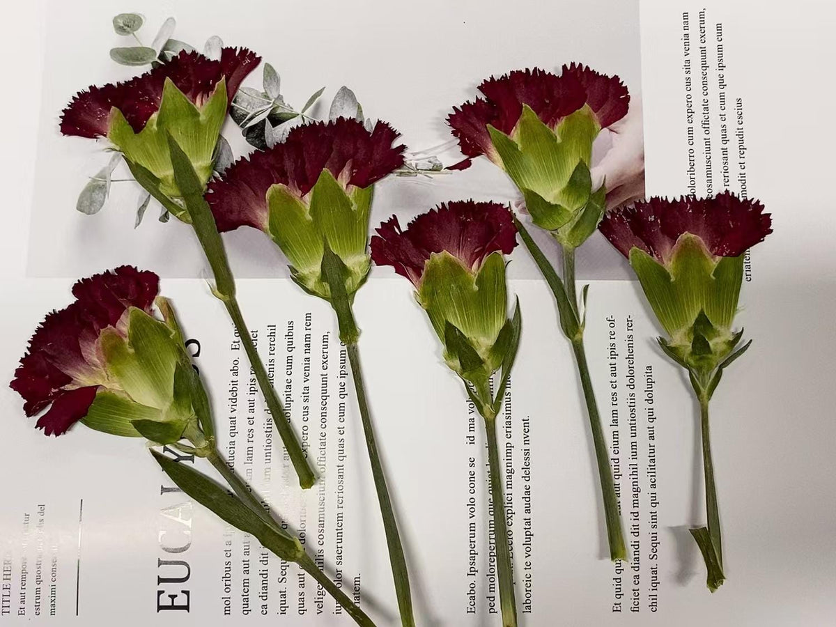 Pressed flowers,Carnation stems dry,half Carnation 6 PCS/pack,dry Pressed flowers,dried flower,Red Dried Pressed flower,Carnation flower