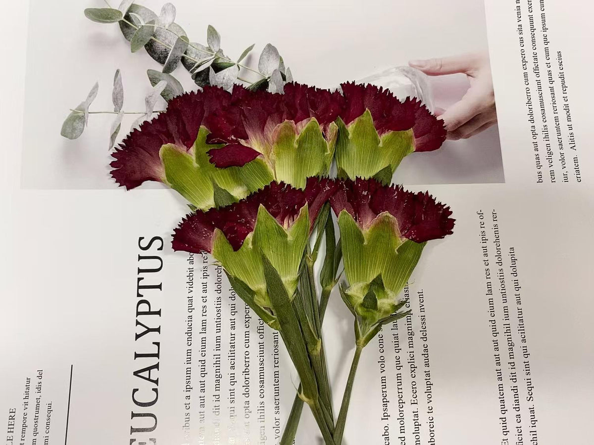 Pressed flowers,Carnation stems dry,half Carnation 6 PCS/pack,dry Pressed flowers,dried flower,Red Dried Pressed flower,Carnation flower