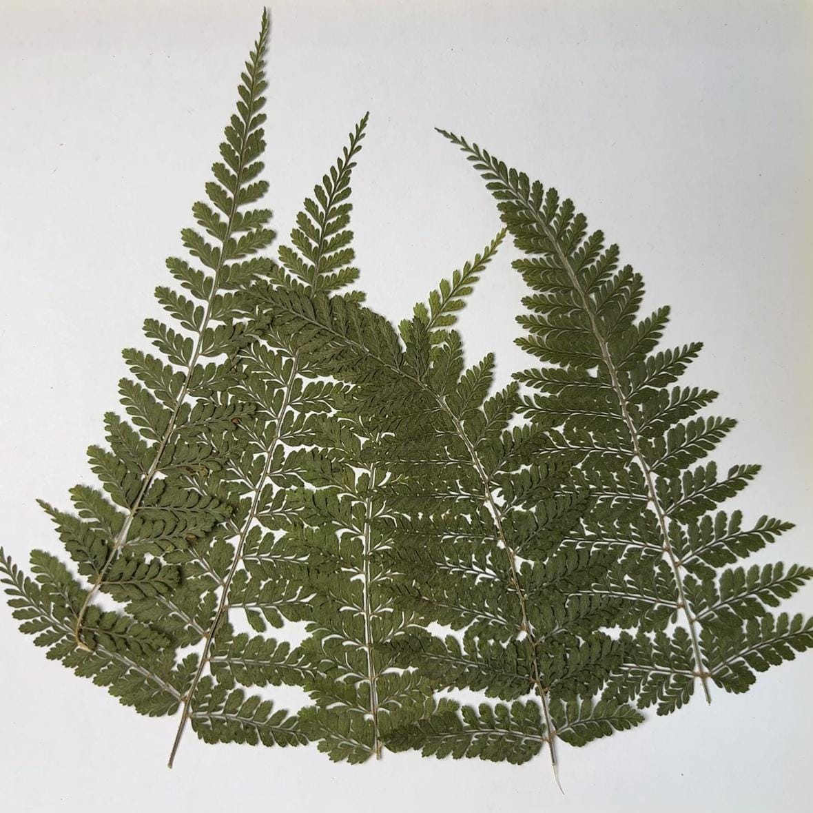 10 PCS Pressed Green Fern Leaves: Dried Flowers for Resin Crafts