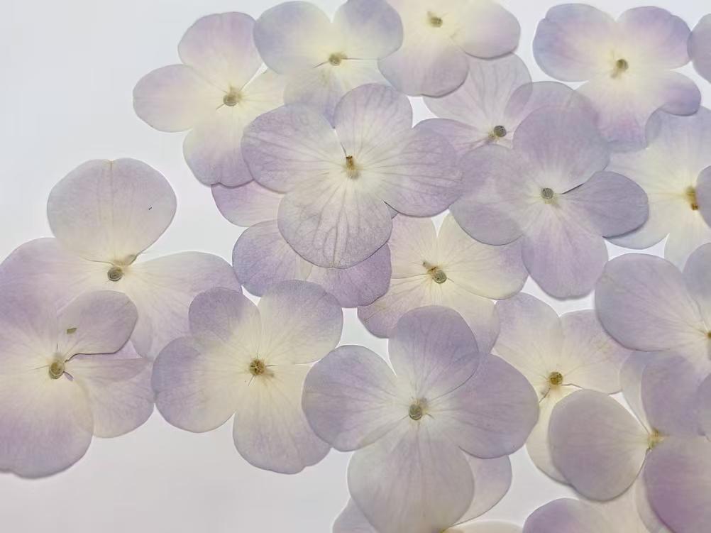 100 Pressed Hydrangea Flowers: Purple & White Real Flower Petals