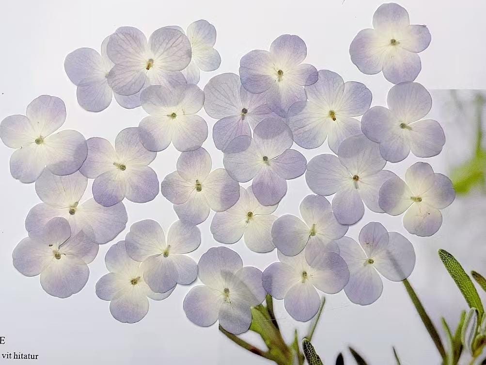 100 Pressed Hydrangea Flowers: Purple & White Real Flower Petals