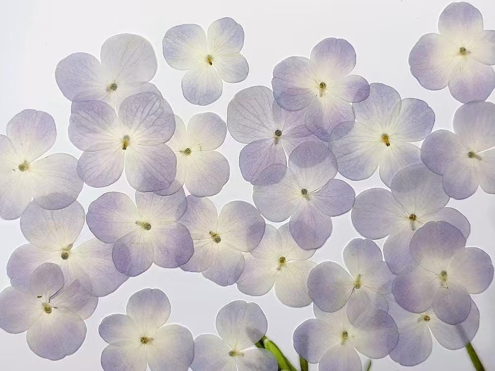 100 Pressed Hydrangea Flowers: Purple & White Real Flower Petals