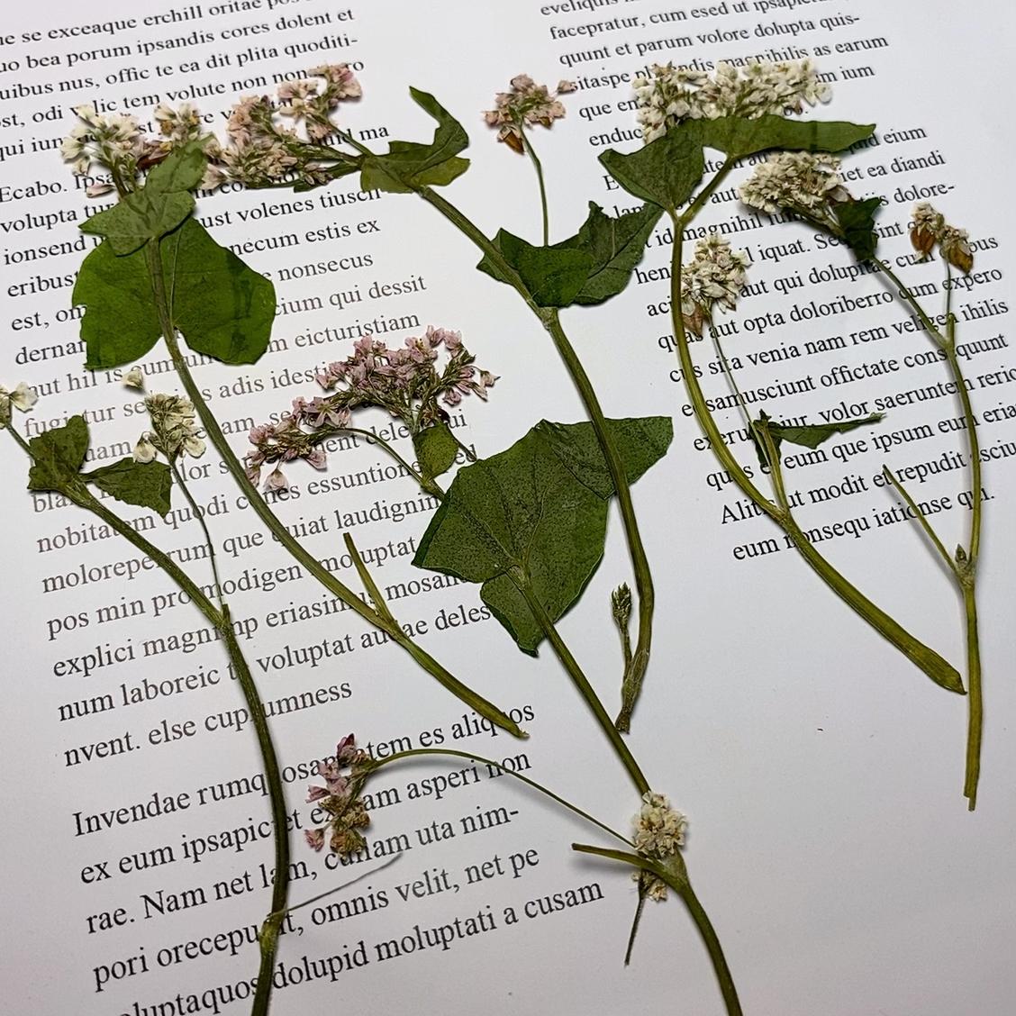 Pressed Buckwheat Flowers: Light Pink & White Stems (6 PCS)