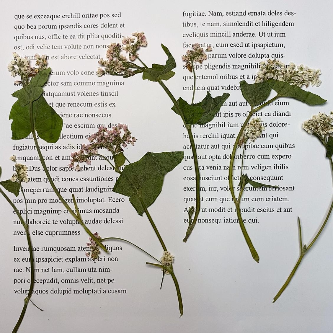 Pressed Buckwheat Flowers: Light Pink & White Stems (6 PCS)