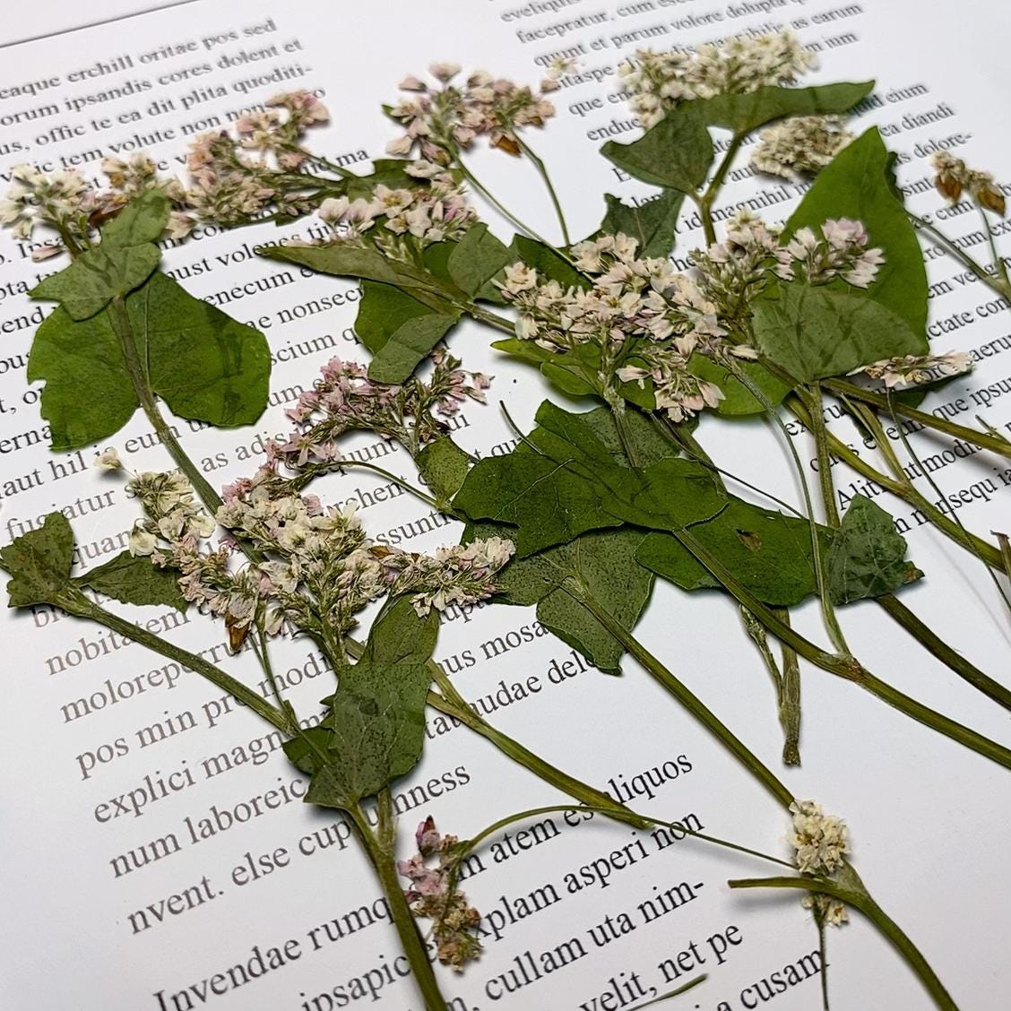 Pressed Buckwheat Flowers: Light Pink & White Stems (6 PCS)