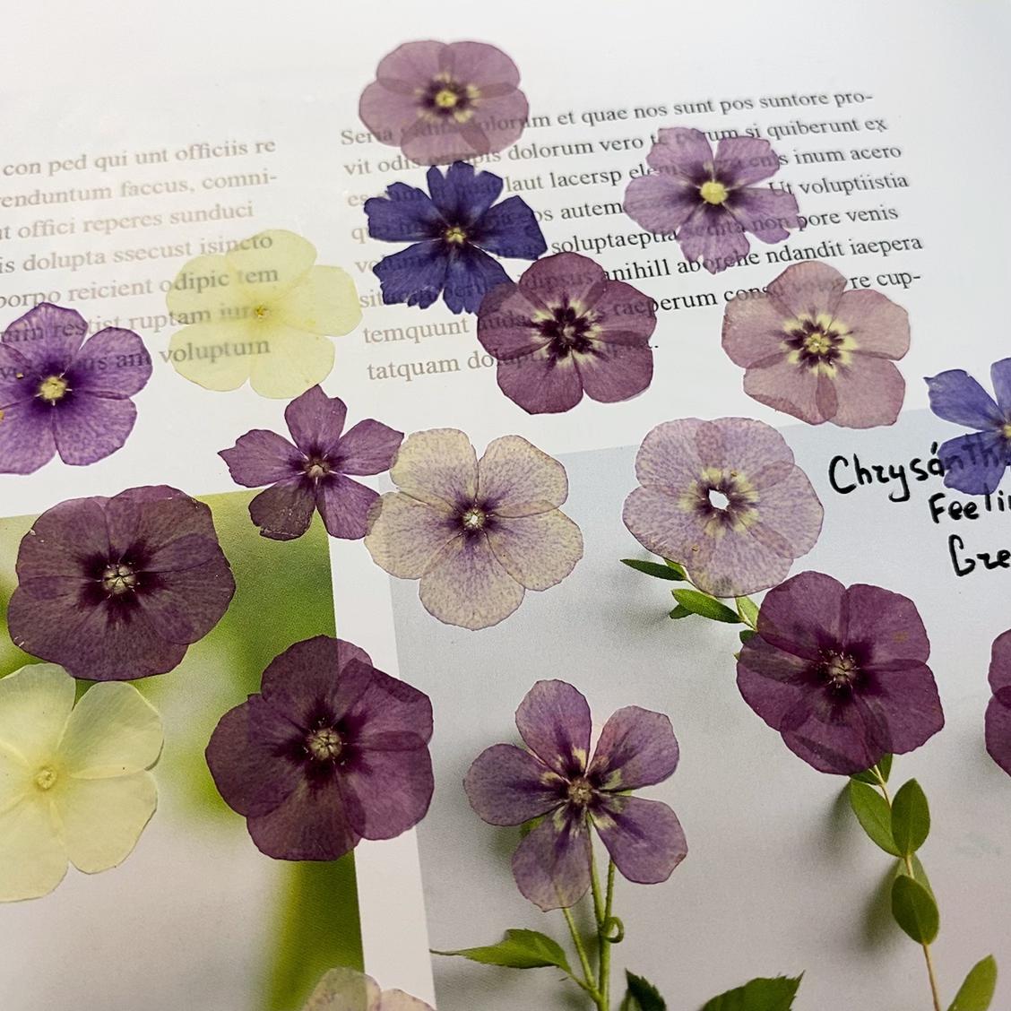 Mixed Color Pressed Phlox Flowers - 12 pcs Dried Wildflowers