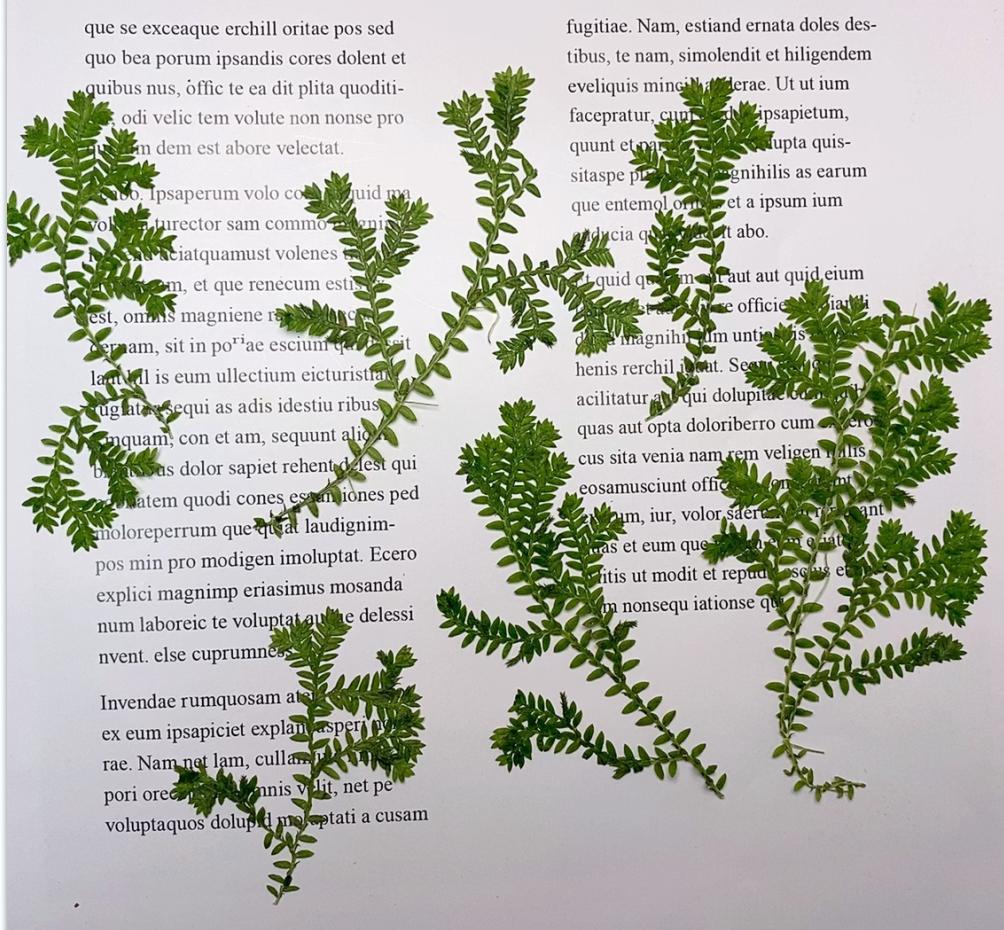 Pressed flowers for resin Green Cloud Grass 12 PCS/Pack Real Pressed Leaves,Dried Pressed Flower Green Dry leaf, dryGreen leaf