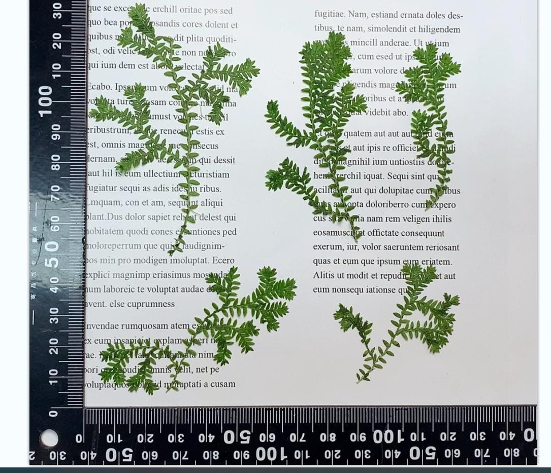 Pressed flowers for resin Green Cloud Grass 12 PCS/Pack Real Pressed Leaves,Dried Pressed Flower Green Dry leaf, dryGreen leaf