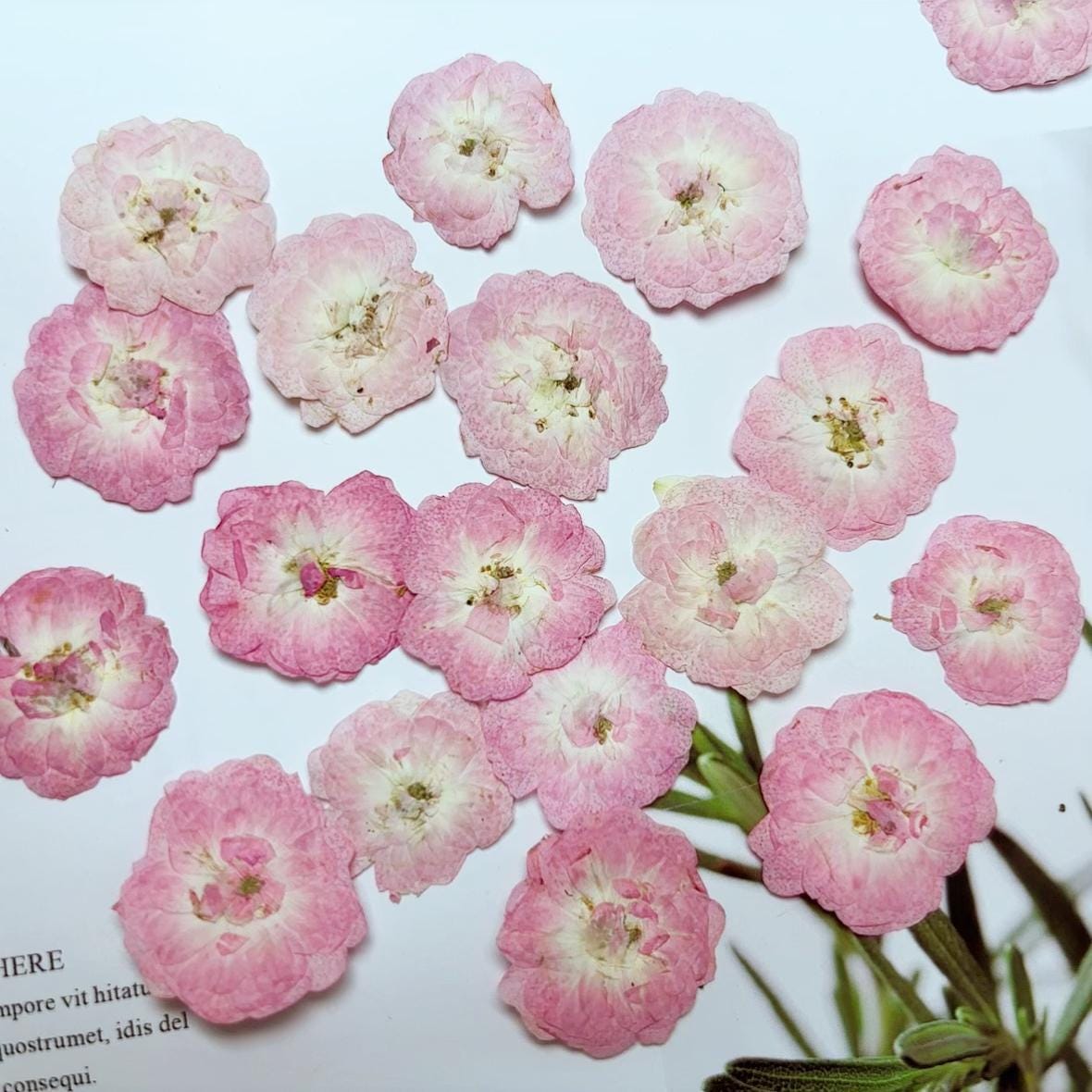 Rose Pressed flowers,A Pack of 8 PCS dried Pressed flowers,dried flower,pale pink rose Dried Pressed flowers ,pale pink rose Holiday gifts