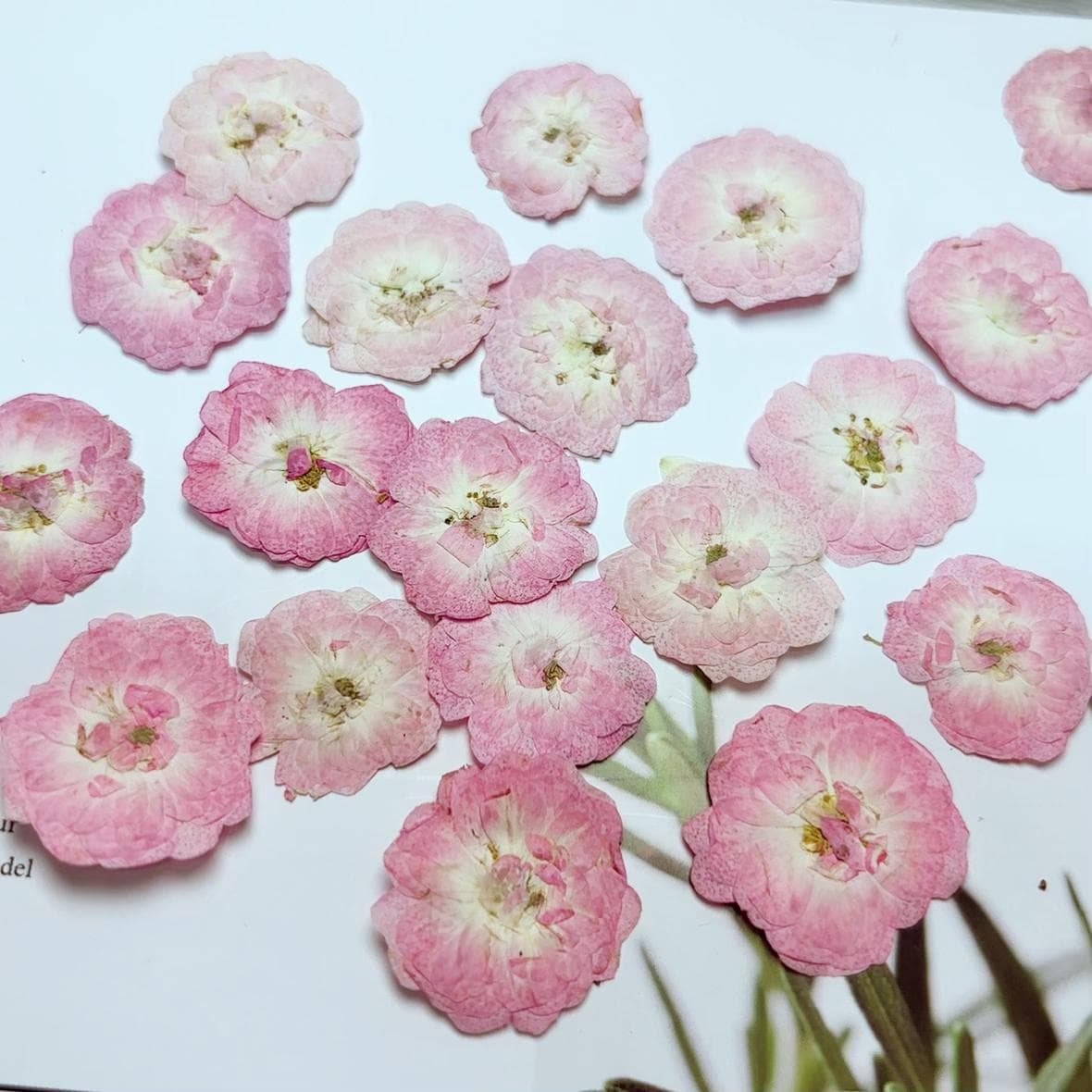 Rose Pressed flowers,A Pack of 8 PCS dried Pressed flowers,dried flower,pale pink rose Dried Pressed flowers ,pale pink rose Holiday gifts