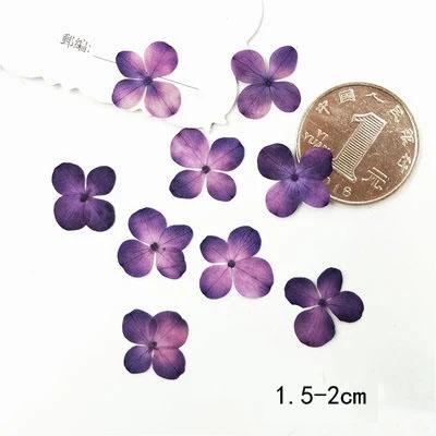 pressed flowers,small purple pressed flowers,12 PCS/PACK, purple flower,Dried flower,dried flowers,pressed flower,Hydrangea pressed flower