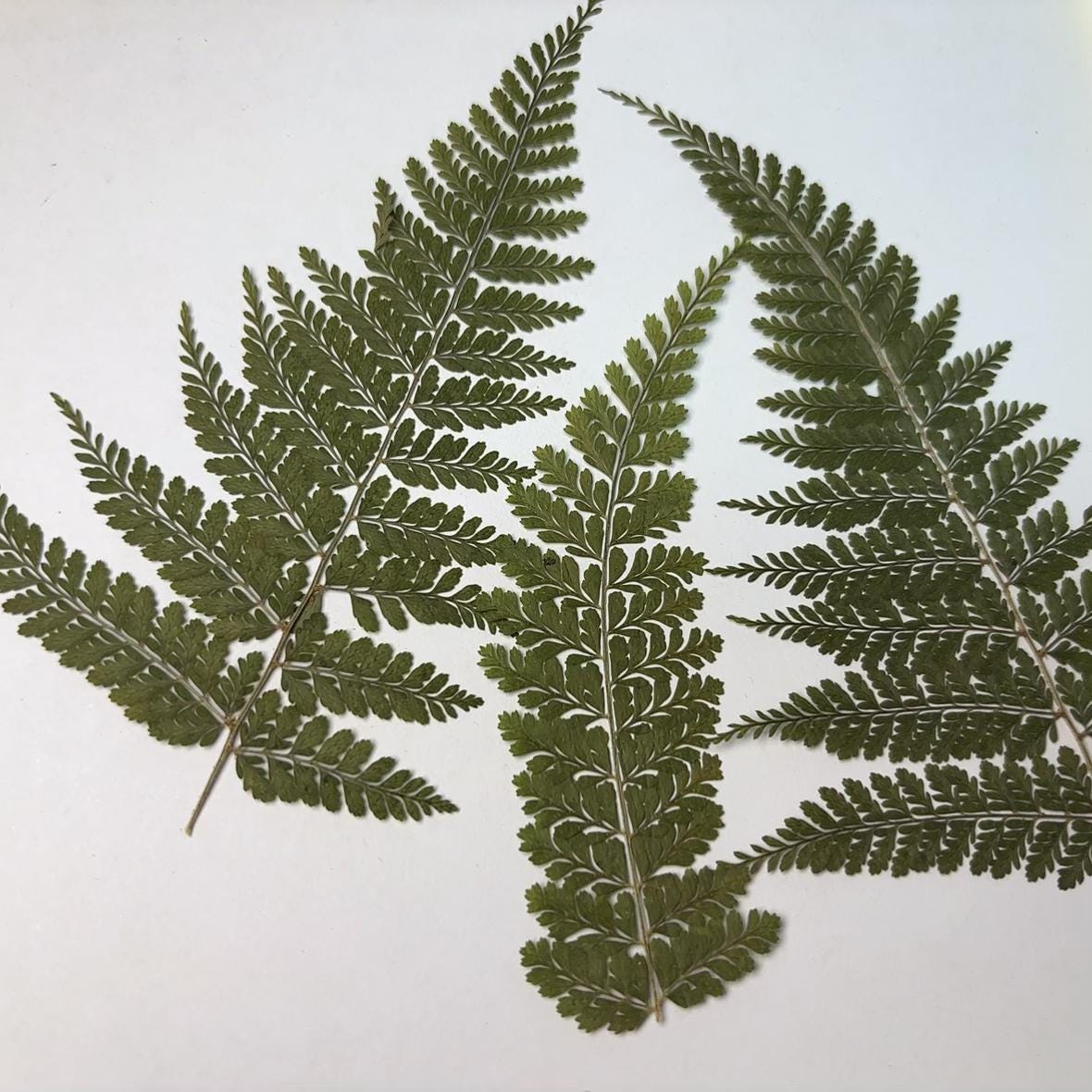 10 PCS Pressed Green Fern Leaves: Dried Flowers for Resin Crafts