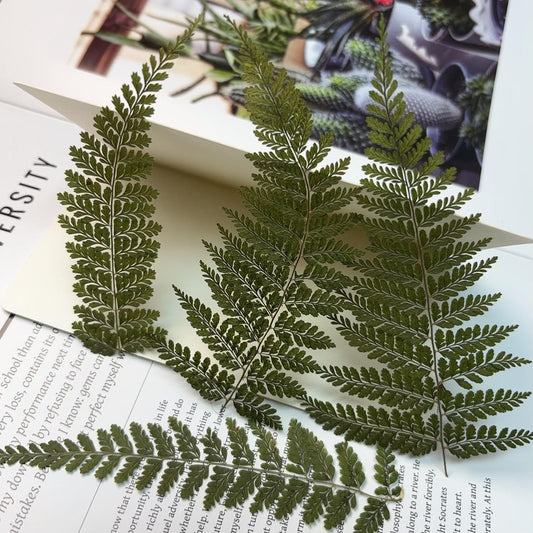 10 PCS Pressed Green Fern Leaves: Dried Flowers for Resin Crafts