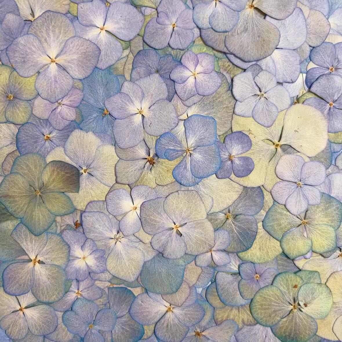 Pressed flower,mixed color green Blue dried flowers,Set of 100 PCS,Pressed Hydrangea,blue purple green flower,dried flower petals,dry flower