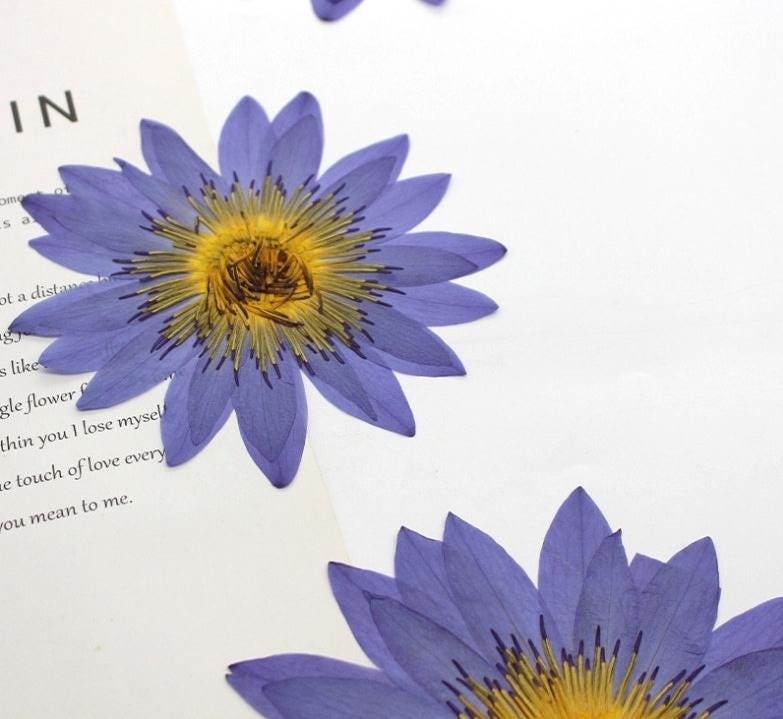pressed flowers,purple Nymphaea candida Presl pressed flowers 1PCS, purple flower,Dried flower,dried flowers,pressed flower
