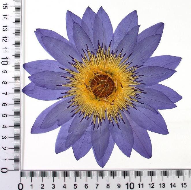pressed flowers,purple Nymphaea candida Presl pressed flowers 1PCS, purple flower,Dried flower,dried flowers,pressed flower