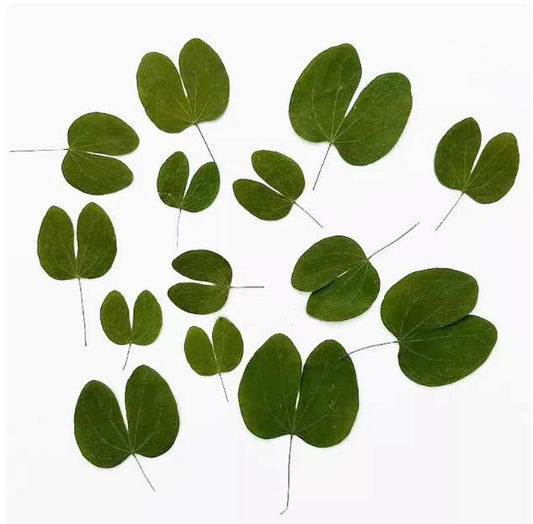 Pressed Redbud Leaves: Floral Craft Supply, 8 PCS