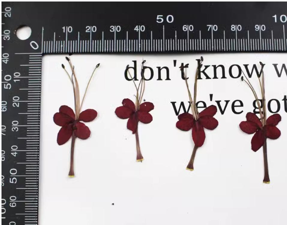 Dark Red Pressed Flowers - 12 PCS - Resin Crafts