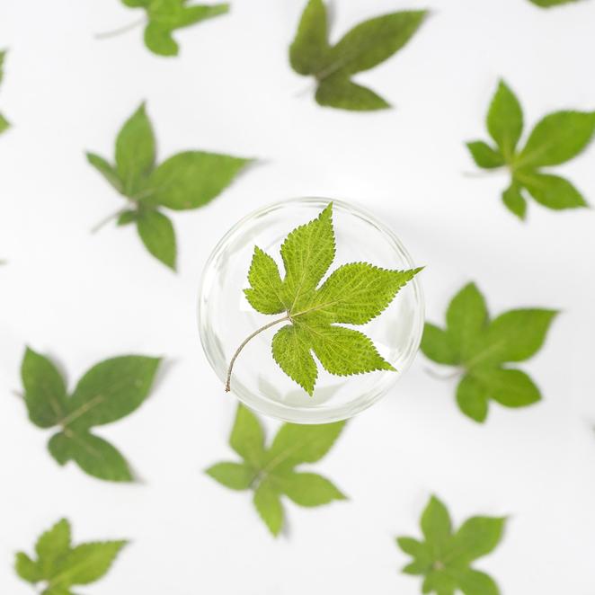 Pressed Green Humulus Leaves: Floral Craft Supply (10 PCS)