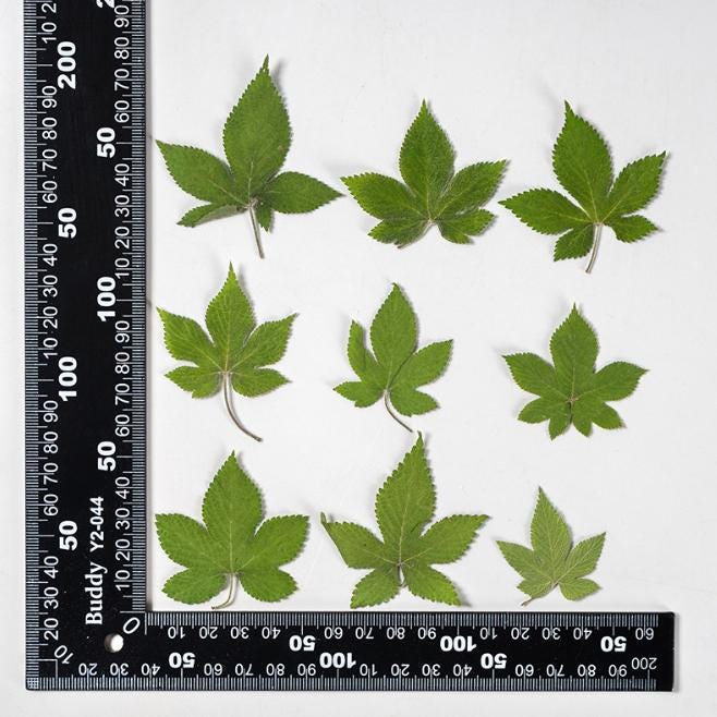 Pressed Green Humulus Leaves: Floral Craft Supply (10 PCS)