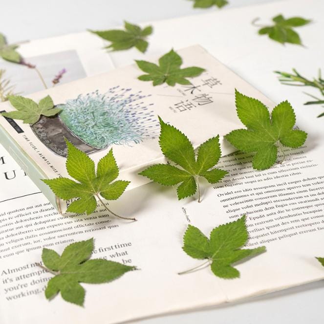 Pressed Green Humulus Leaves: Floral Craft Supply (10 PCS)