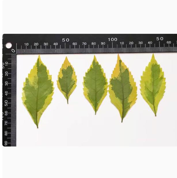 Pressed Green Forsythia Leaves: Floral Craft Supply 10 PCS