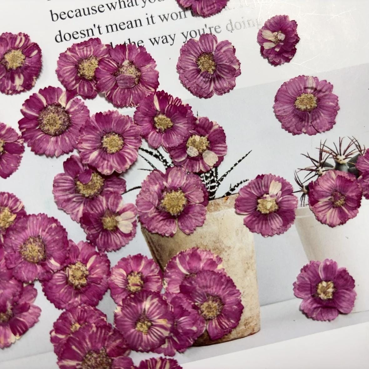 Dark Purple Pressed Daisies: Real Dried Flowers (12 PCS/Pack)