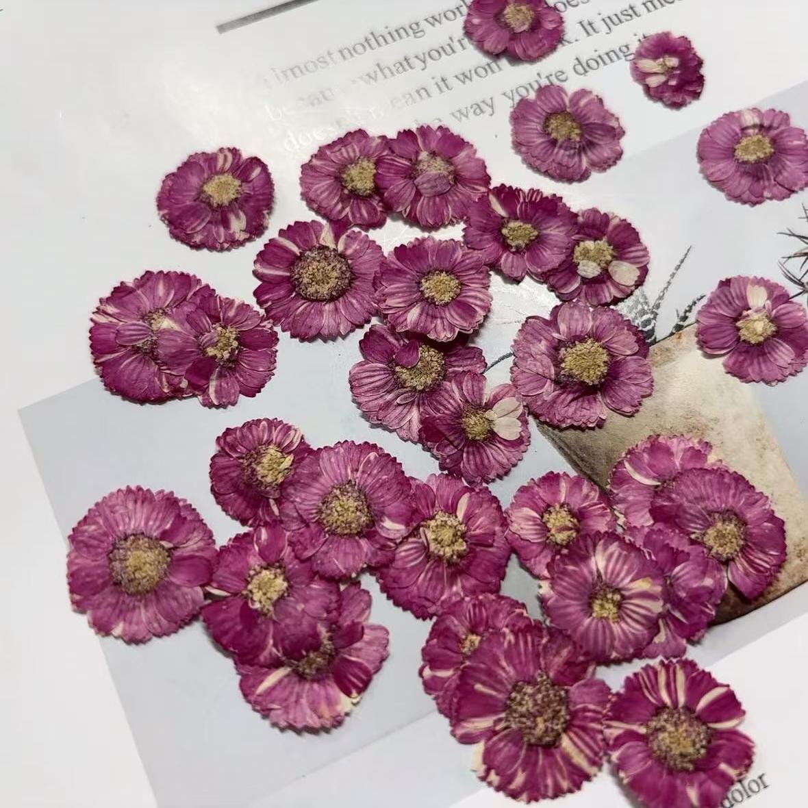 Dark Purple Pressed Daisies: Real Dried Flowers (12 PCS/Pack)