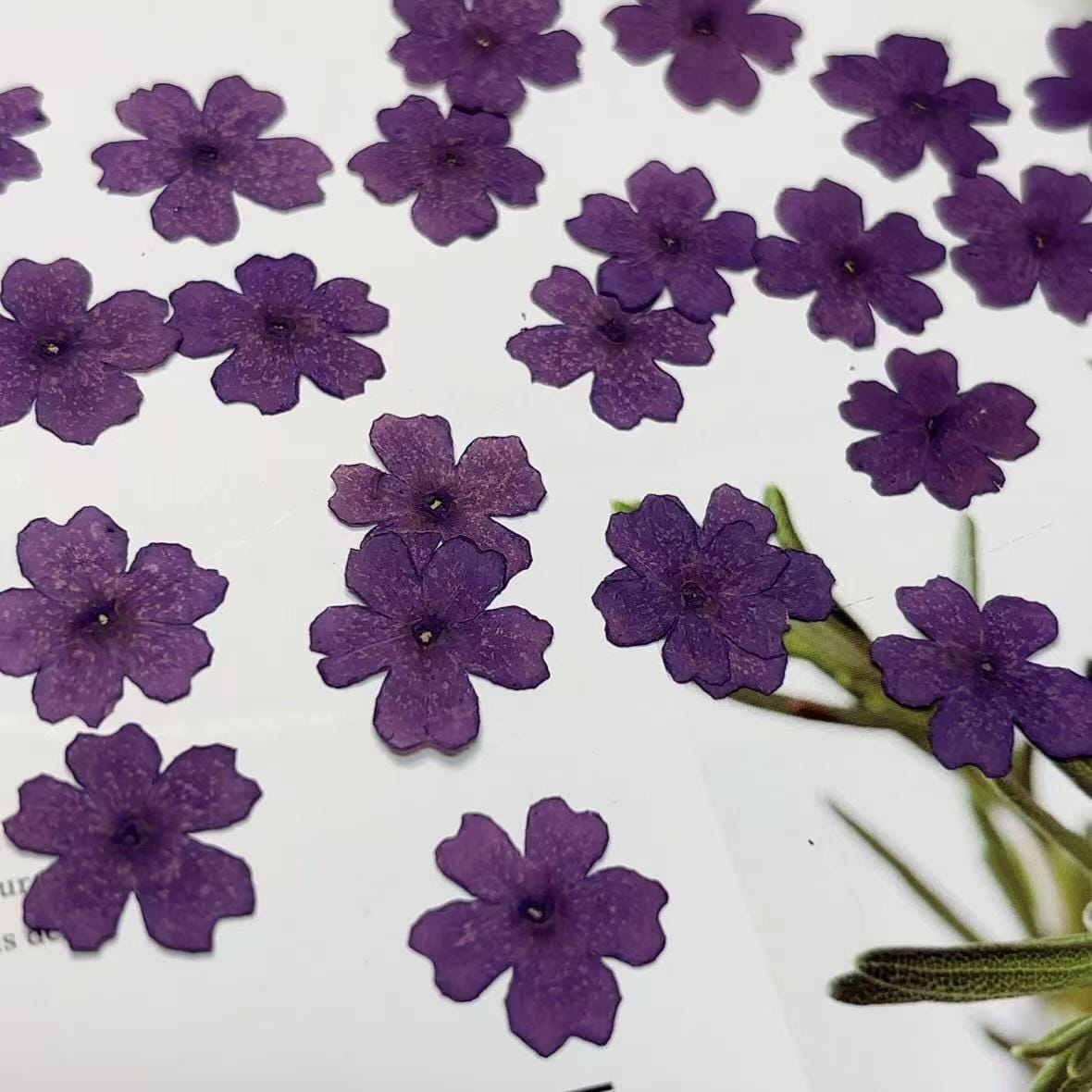 pressed flowers,purple pressed flowers,12 PCS/PACK, purple flower,Dried flower,dried flowers,pressed flower,Verbena hybrida pressed flower