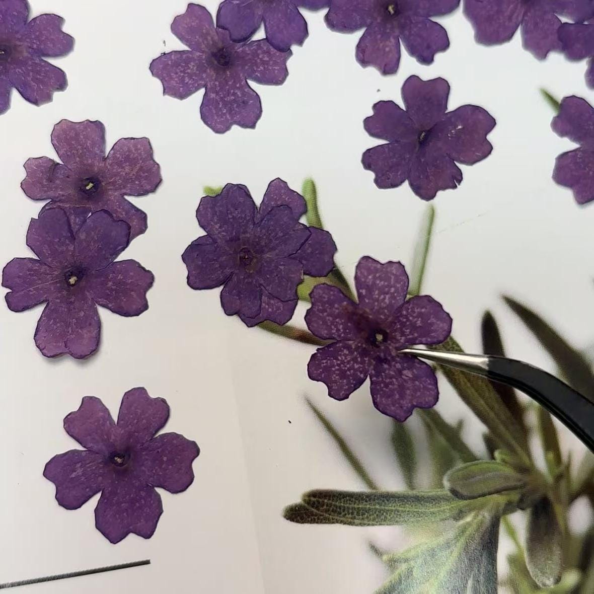 pressed flowers,purple pressed flowers,12 PCS/PACK, purple flower,Dried flower,dried flowers,pressed flower,Verbena hybrida pressed flower