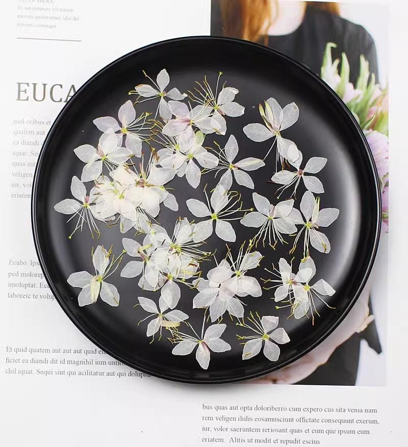 Pressed white Gaura flower, Butterfly dried flowers 12 pcs/pack,Dry Flower White pressed flower ,Dried Flat Wild flowers