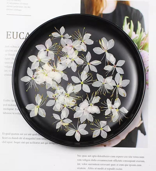 Pressed white Gaura flower, Butterfly dried flowers 12 pcs/pack,Dry Flower White pressed flower ,Dried Flat Wild flowers