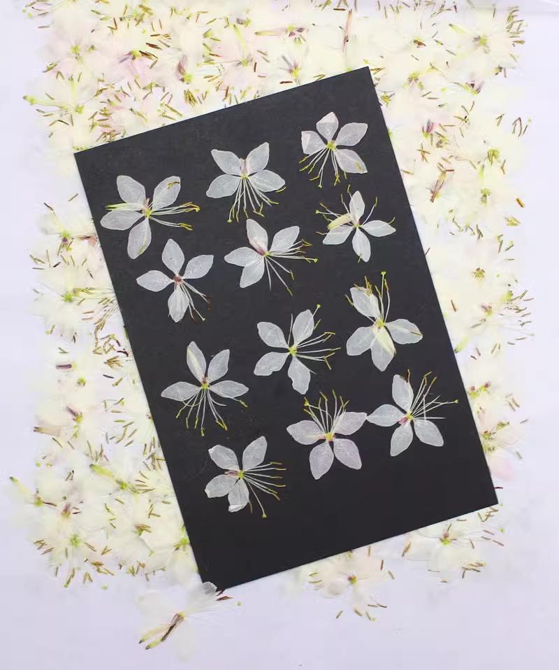 Pressed white Gaura flower, Butterfly dried flowers 12 pcs/pack,Dry Flower White pressed flower ,Dried Flat Wild flowers