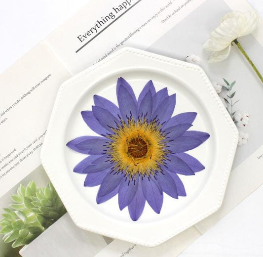 pressed flowers,purple Nymphaea candida Presl pressed flowers 1PCS, purple flower,Dried flower,dried flowers,pressed flower
