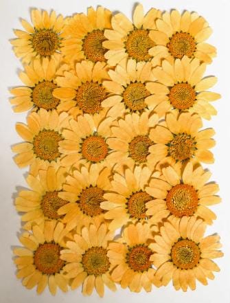 Chrysanthemum Pressed Flowers: Colorful Dried Flowers for Resin (Set of 12)