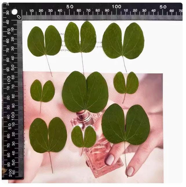 Pressed Redbud Leaves: Floral Craft Supply, 8 PCS