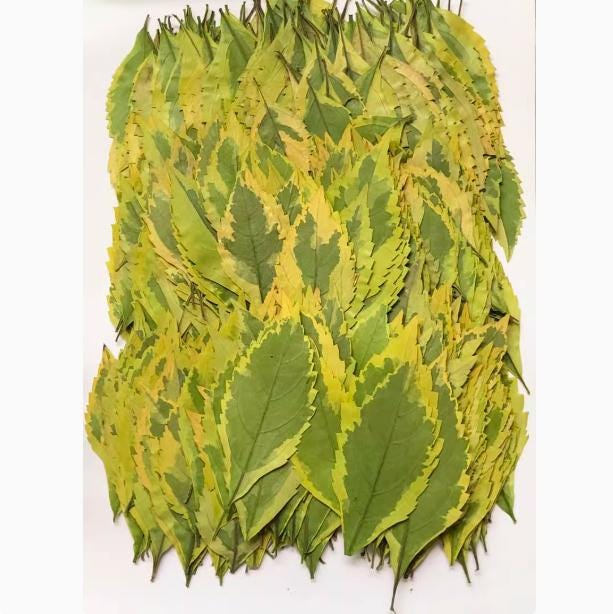 Pressed Green Forsythia Leaves: Floral Craft Supply 10 PCS