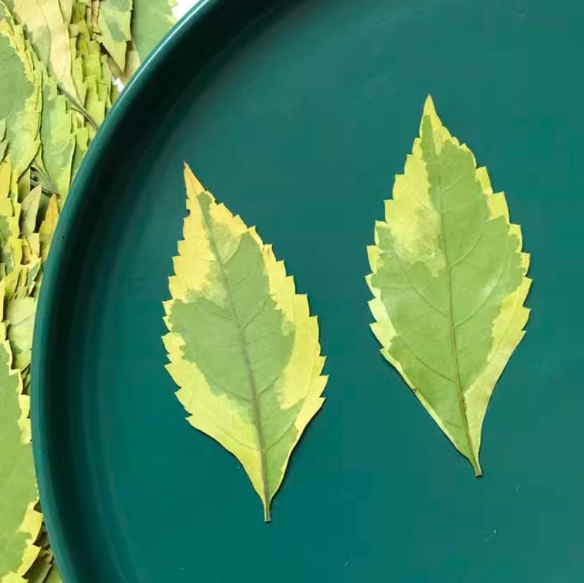 Pressed Green Forsythia Leaves: Floral Craft Supply 10 PCS