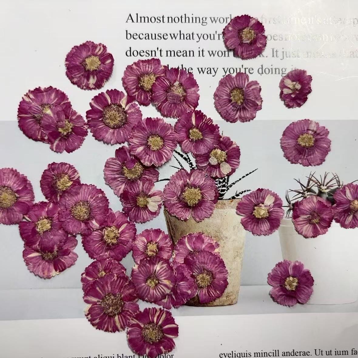 Dark Purple Pressed Daisies: Real Dried Flowers (12 PCS/Pack)