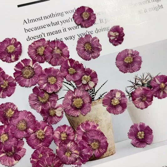 Dark Purple Pressed Daisies: Real Dried Flowers (12 PCS/Pack)