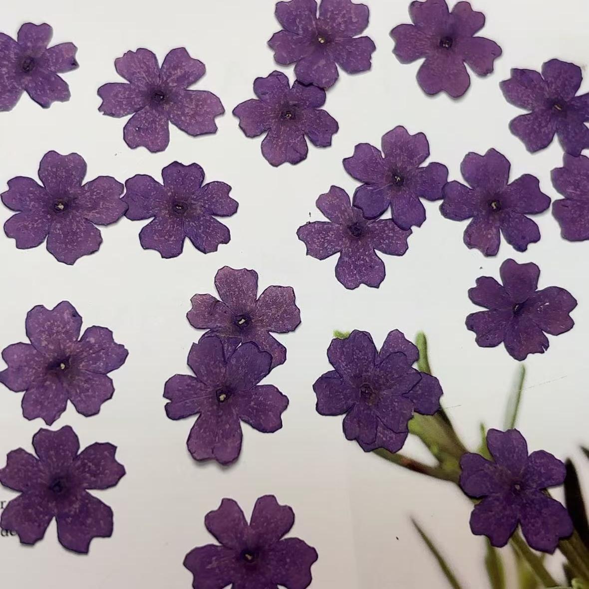 pressed flowers,purple pressed flowers,12 PCS/PACK, purple flower,Dried flower,dried flowers,pressed flower,Verbena hybrida pressed flower