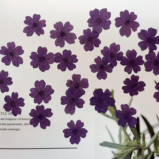 pressed flowers,purple pressed flowers,12 PCS/PACK, purple flower,Dried flower,dried flowers,pressed flower,Verbena hybrida pressed flower