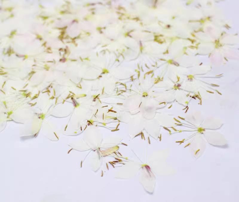 Pressed white Gaura flower, Butterfly dried flowers 12 pcs/pack,Dry Flower White pressed flower ,Dried Flat Wild flowers