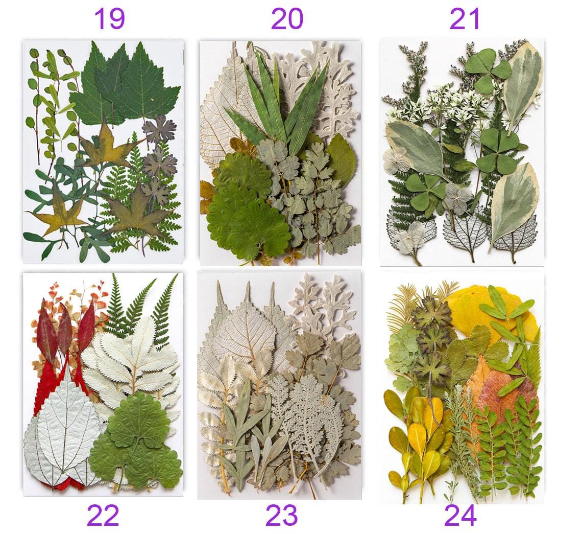 Real Pressed Leaves: Dried Botanical EmbellishmentsPressed dry flowers