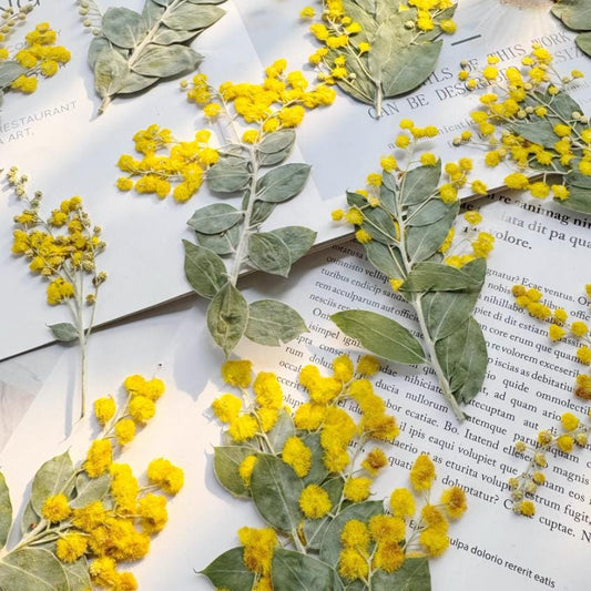 Dried Yellow Mimosa Flower Stems - Pressed Floral Embellishments (6 PCS/PACK)