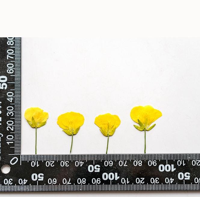 Yellow Pressed Canola Flowers: Real Dried Flowers, 12 Pcs