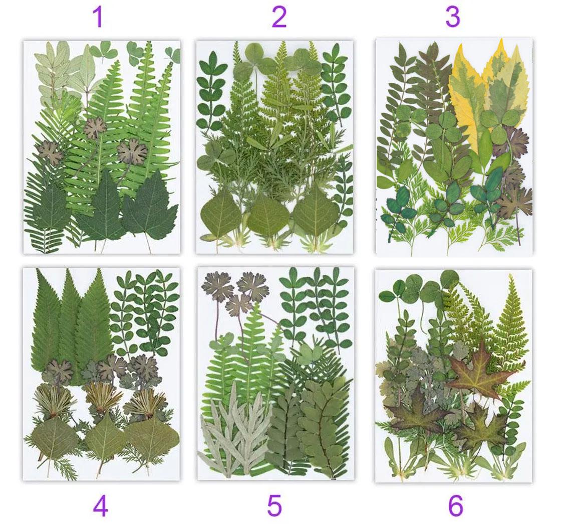 Real Pressed Leaves: Dried Botanical EmbellishmentsPressed dry flowers