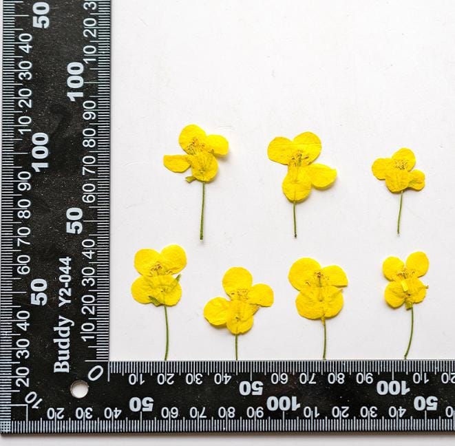 Yellow Pressed Canola Flowers: Real Dried Flowers, 12 Pcs