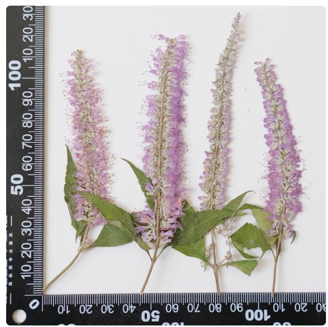 Purple Willow Pressed Flowers - 6 PCS - Wedding Invitation Embellishments